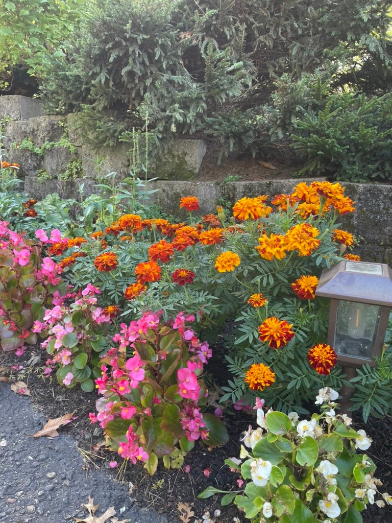 A garden with flowers and a lamp

AI-generated content may be incorrect.