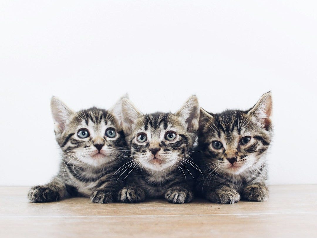 three brown tabby kitten lying on board three brown tabby kitten lying on board