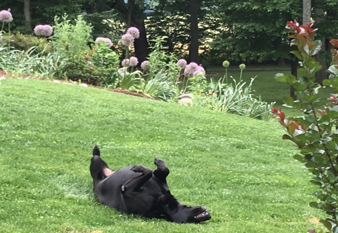 Black dog on her back on the lawn