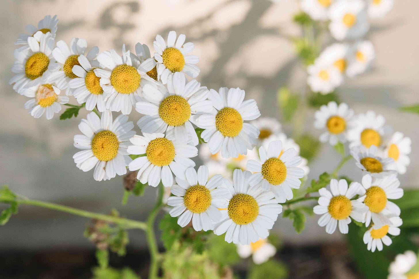 How to Grow and Care For Chamomile