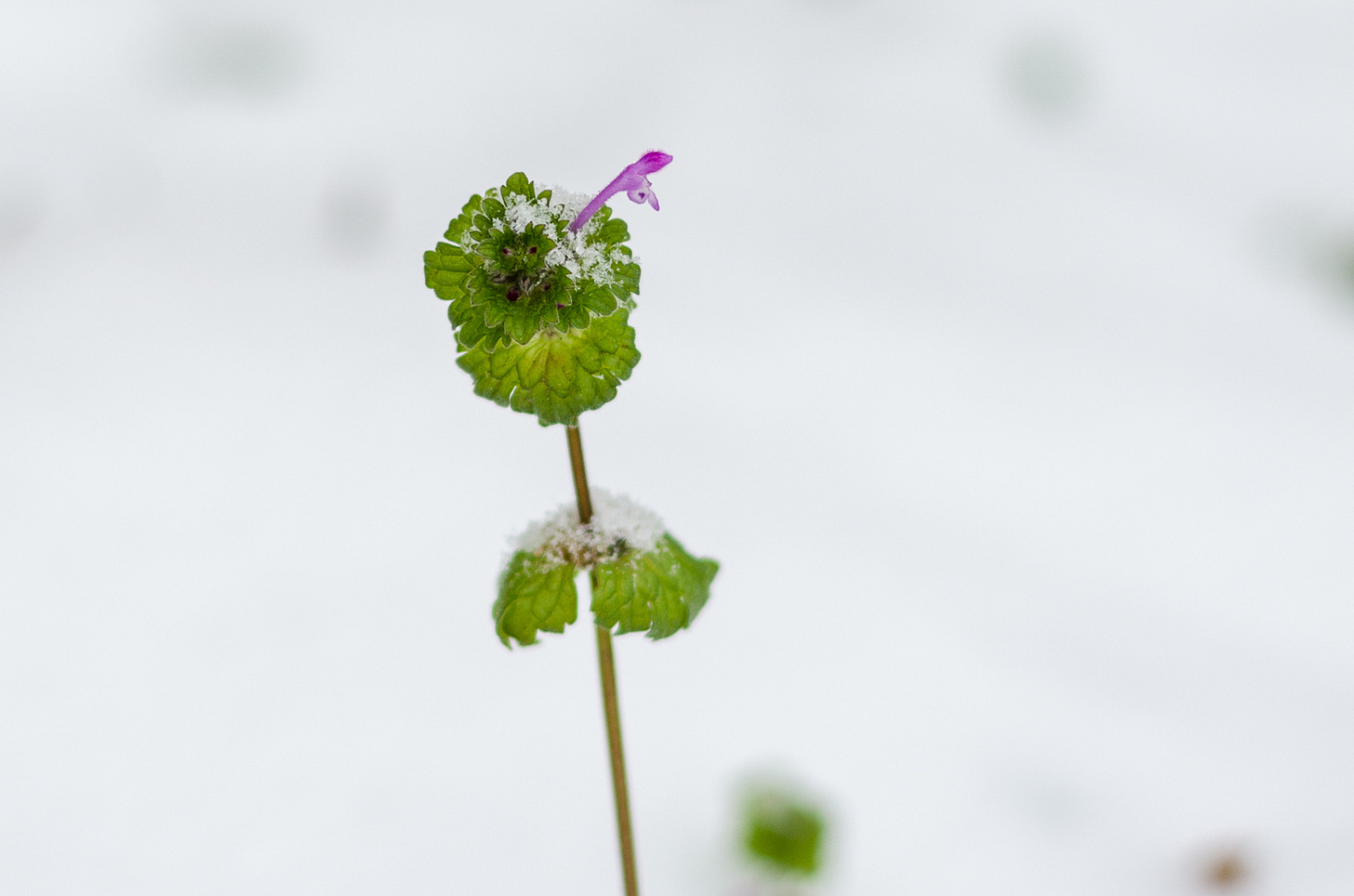 A close-up of a flower surrounded by snow.