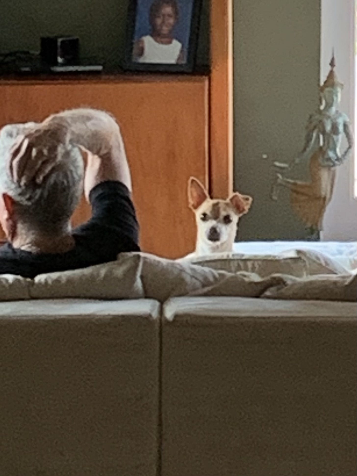 Roo sitting on the couch with his head poking up over the cushions.