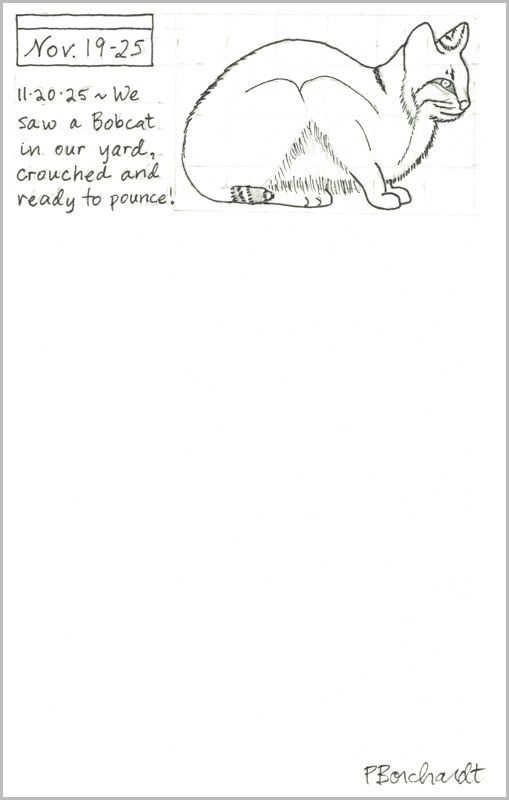 Perpetual Journal, week of Nov. 19-25: Bobcat (2025): step 1