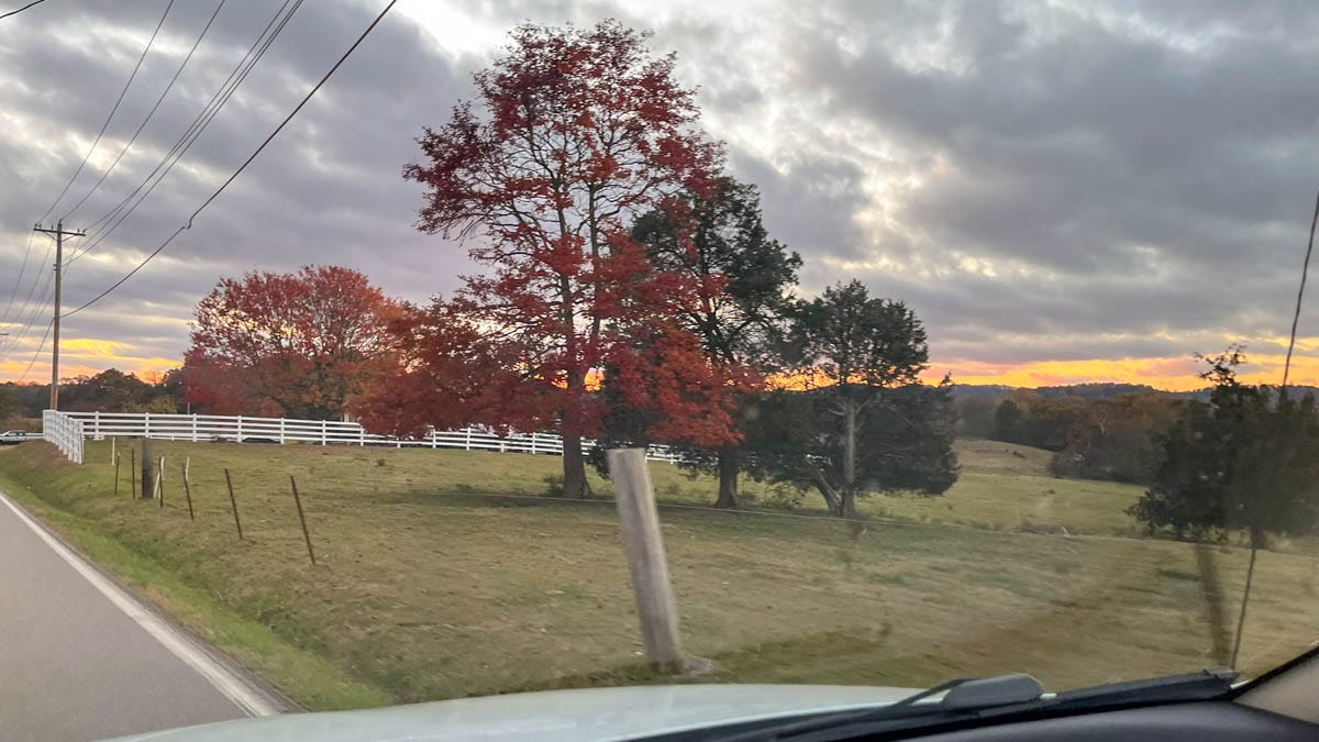 A red maple stands beside a country road at dusk, its leaves glowing against a gray autumn sky.