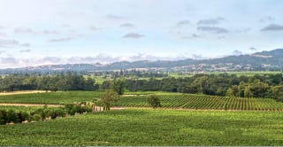 Vineyards Vineyards