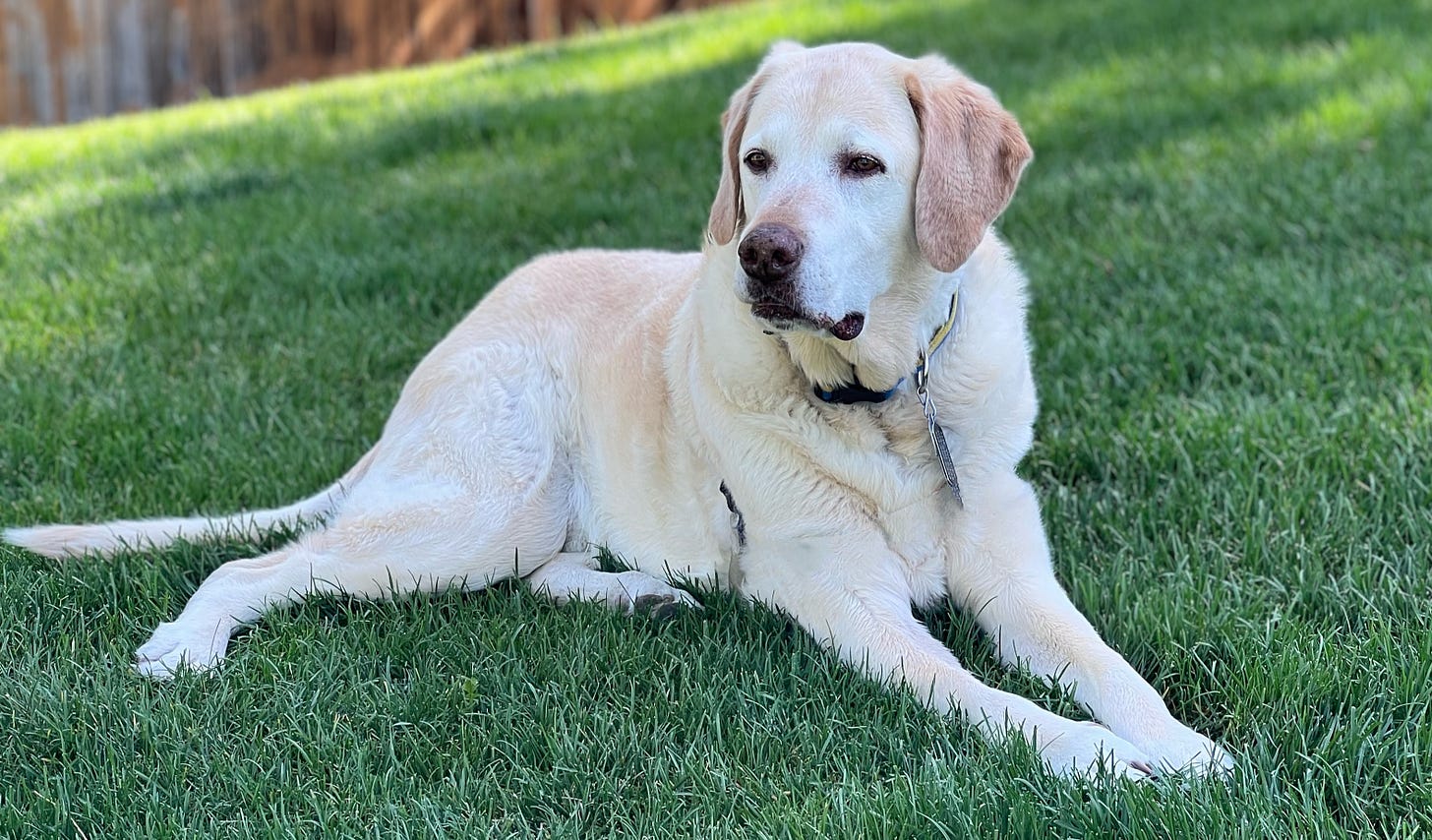 large handsome blond Labrador, laying in grass