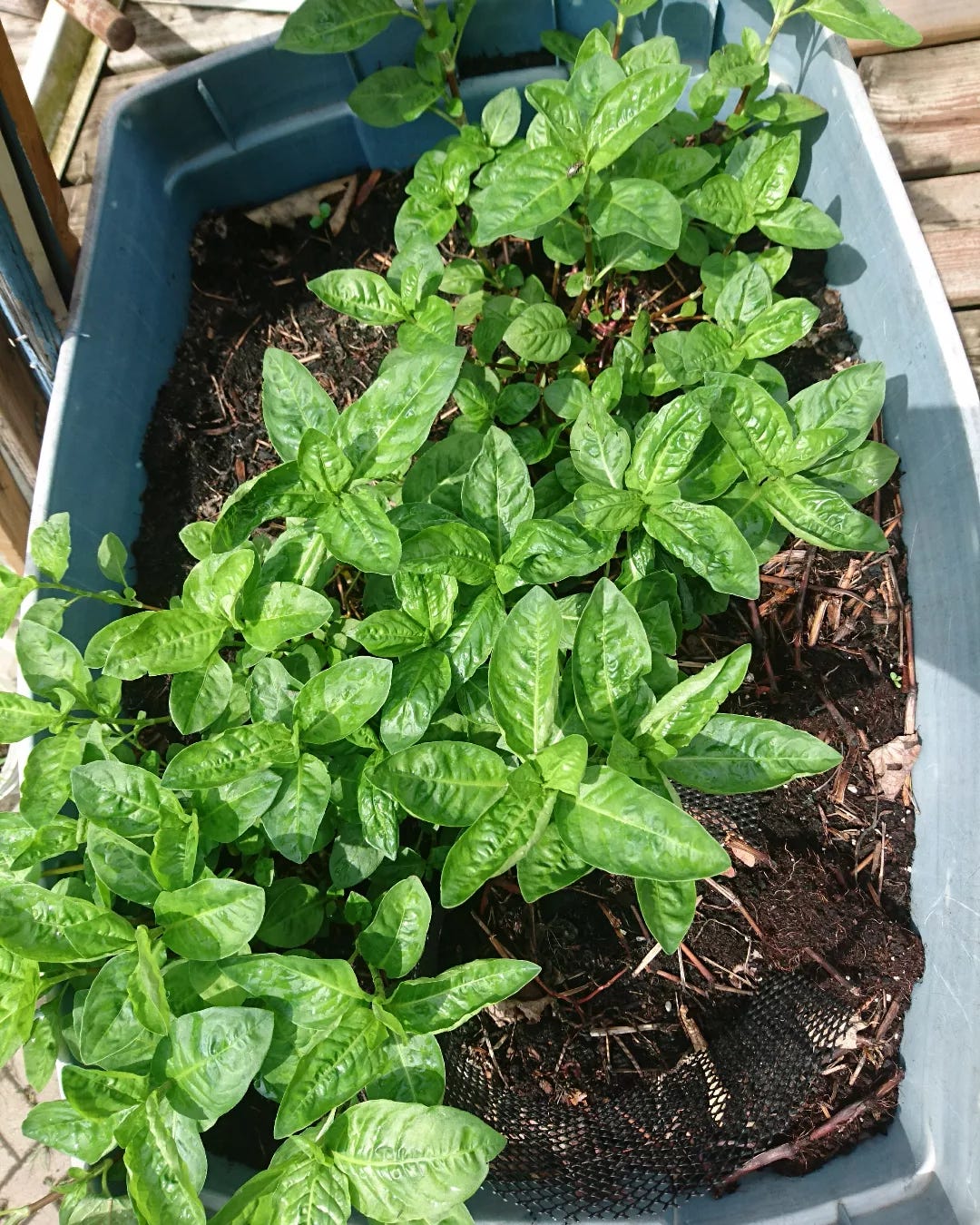 indigo plants with green leaves grow in a blue bucket