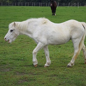 New muscle wastage scoring guide aims to help monitor horse health