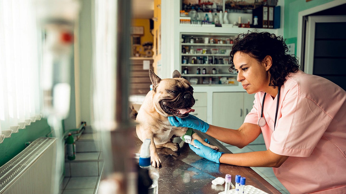 WIRED Brand Lab | Cloud to Clinic: Zoetis' Vision for Veterinary Practices  | WIRED
