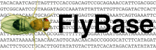 FlyBase Substack