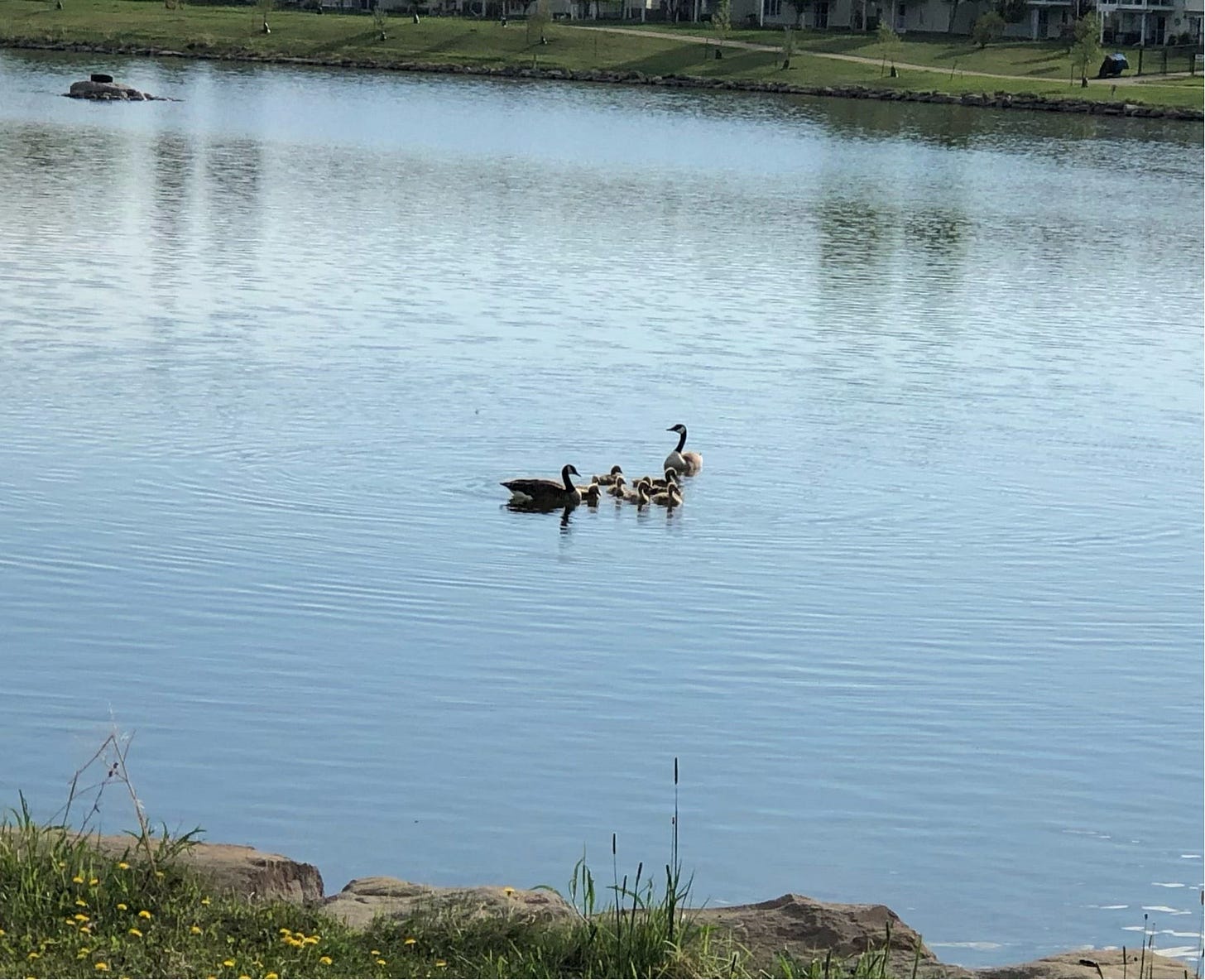 Photo of a family of geese on a lake