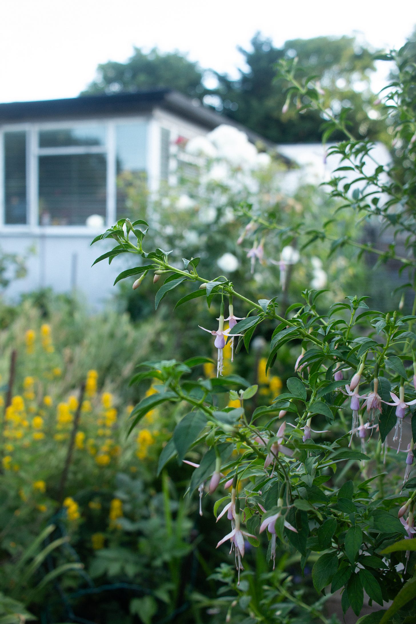 Close up of a Fuchsia, the prefab house out of focus in the background