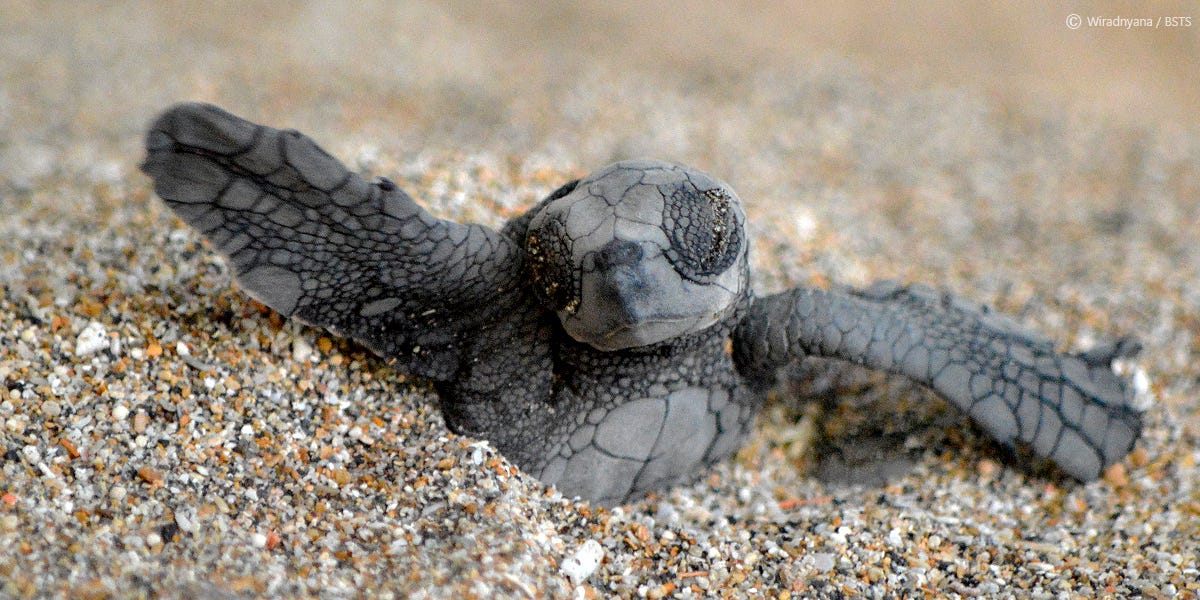 Bali Sea Turtle Society (BSTS) support us protecting sea turtles in Indonesia – Bali Sea Turtle Society (BSTS) non profit organization working on protection sea turtles and their habitat. Bali Sea Turtle Society (BSTS) support us protecting sea turtles in Indonesia – Bali Sea Turtle Society (BSTS) non profit organization working on protection sea turtles and their habitat.