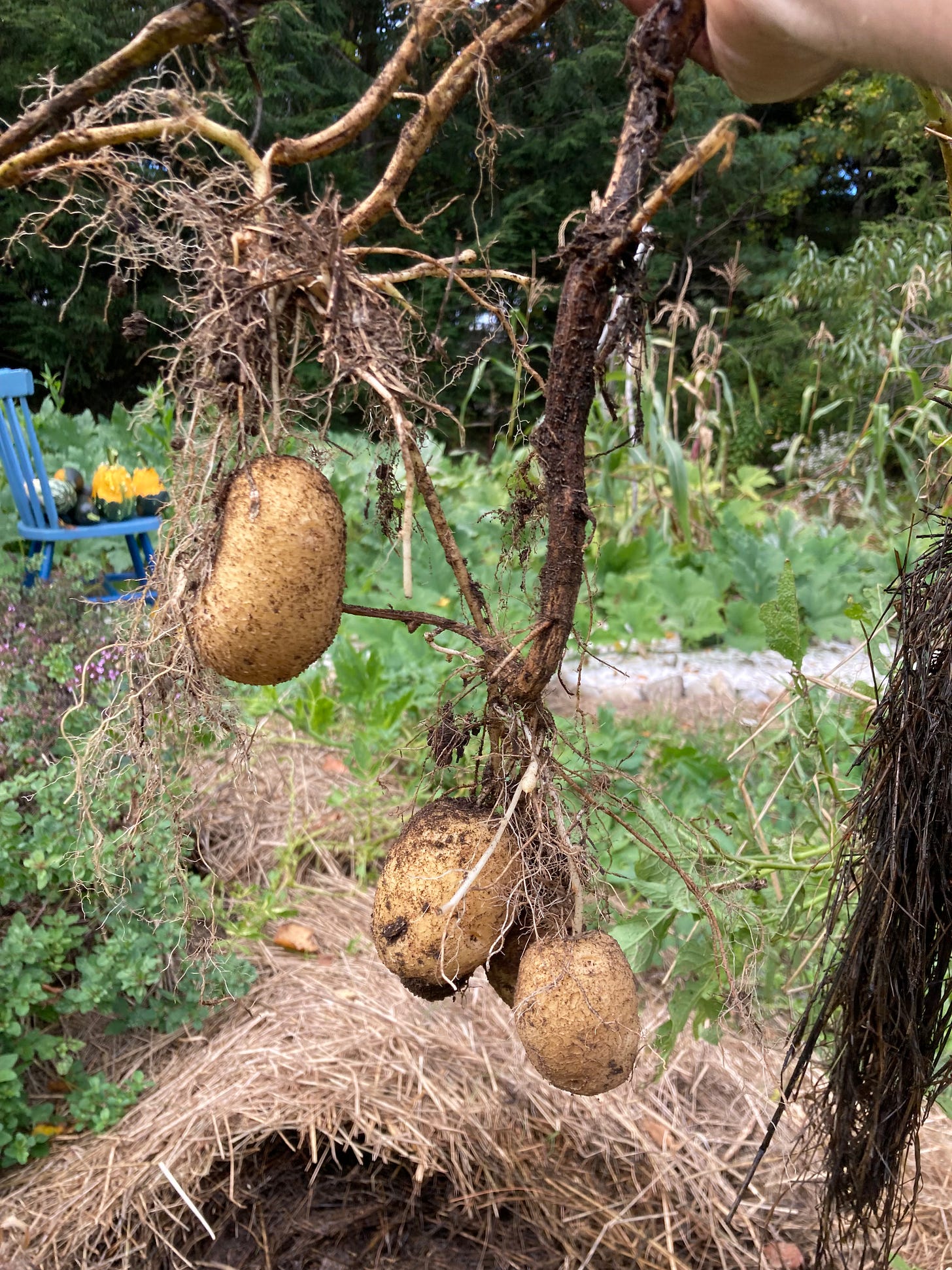 POTATOES