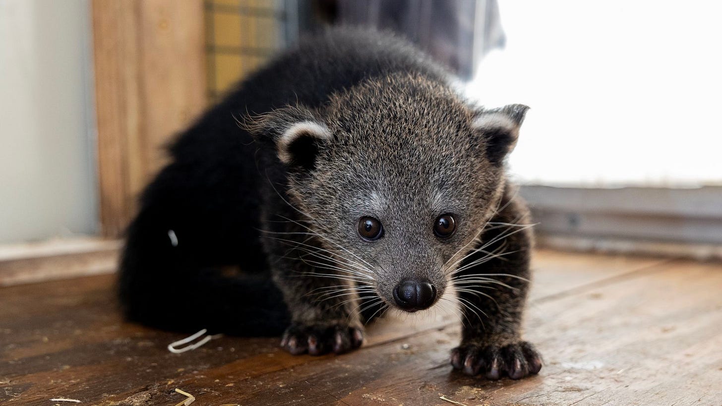 Zoo Atlanta's binturongs' names revealed - Axios Atlanta