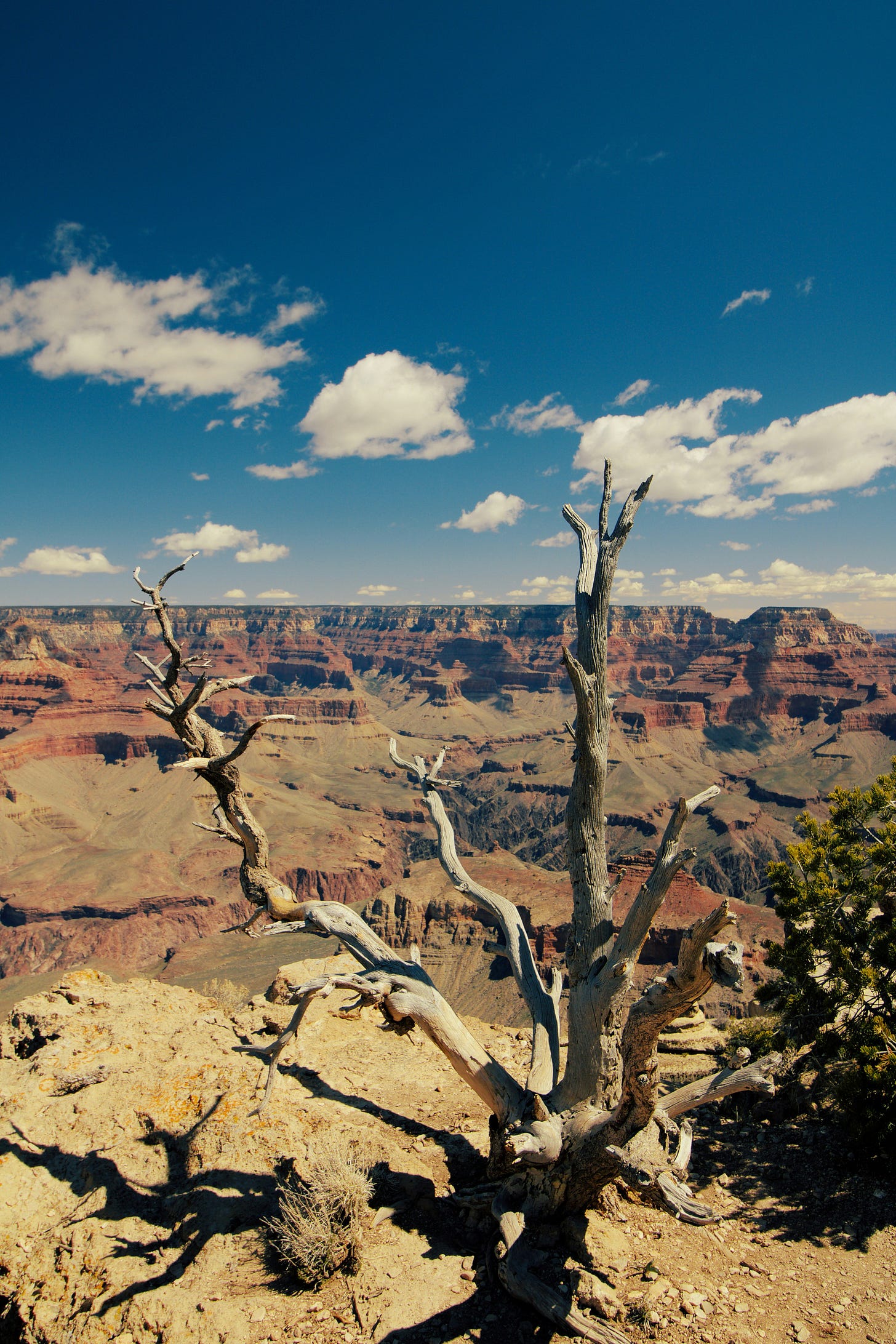 A dead tree overlooks the Grand Canyon on a sunny day