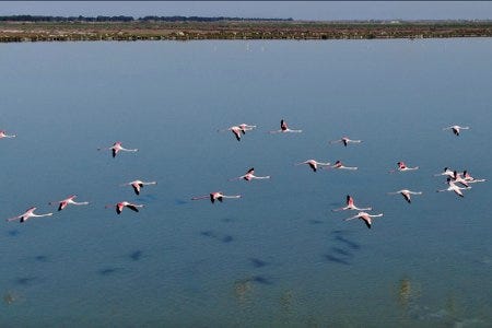 Flamants roses en vol au-dessus du delta de Vjosë Flamants roses en vol au-dessus du delta de Vjosë
