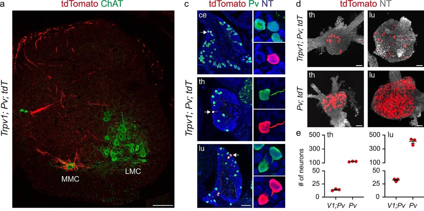 Representative image of tdTomato+ afferents in a lumbar spinal cord section from p7 Trpv1Cre; PvFlp; Ai65 mice. MMC, median motor column; LMC, lateral motor column. Scale bar: 100 µm.