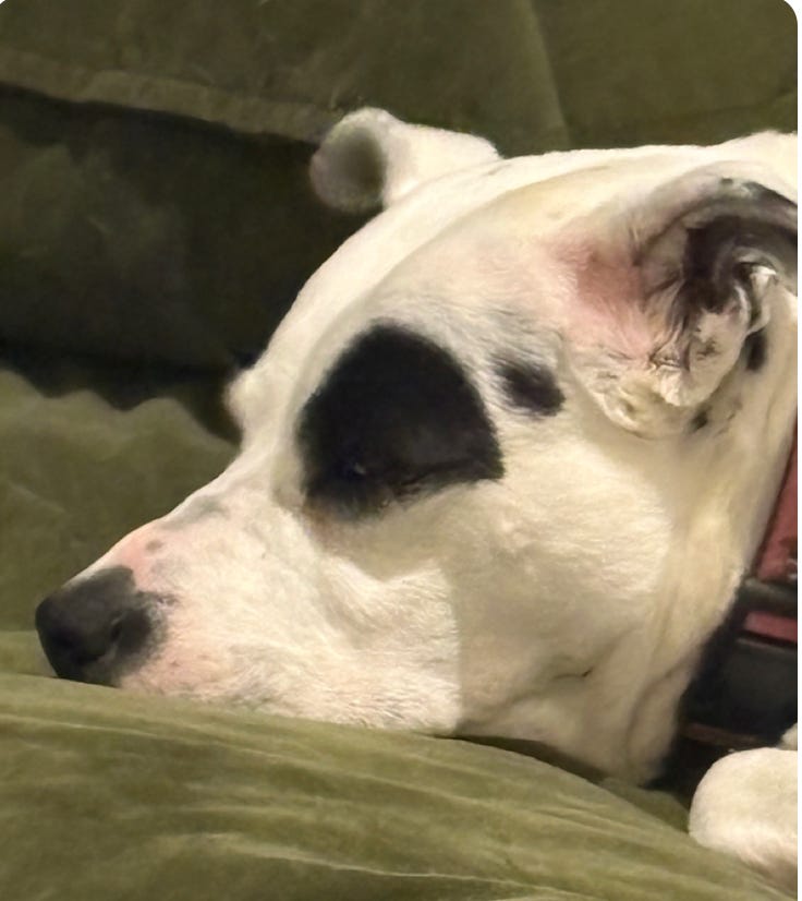 close up of very noseful dog; white with black nose and eye spot; she is sleepy and her ears ar floppy. you can just see white collar. she's lying on green cushion. close up of very noseful dog; white with black nose and eye spot; she is sleepy and her ears ar floppy. you can just see white collar. she's lying on green cushion.