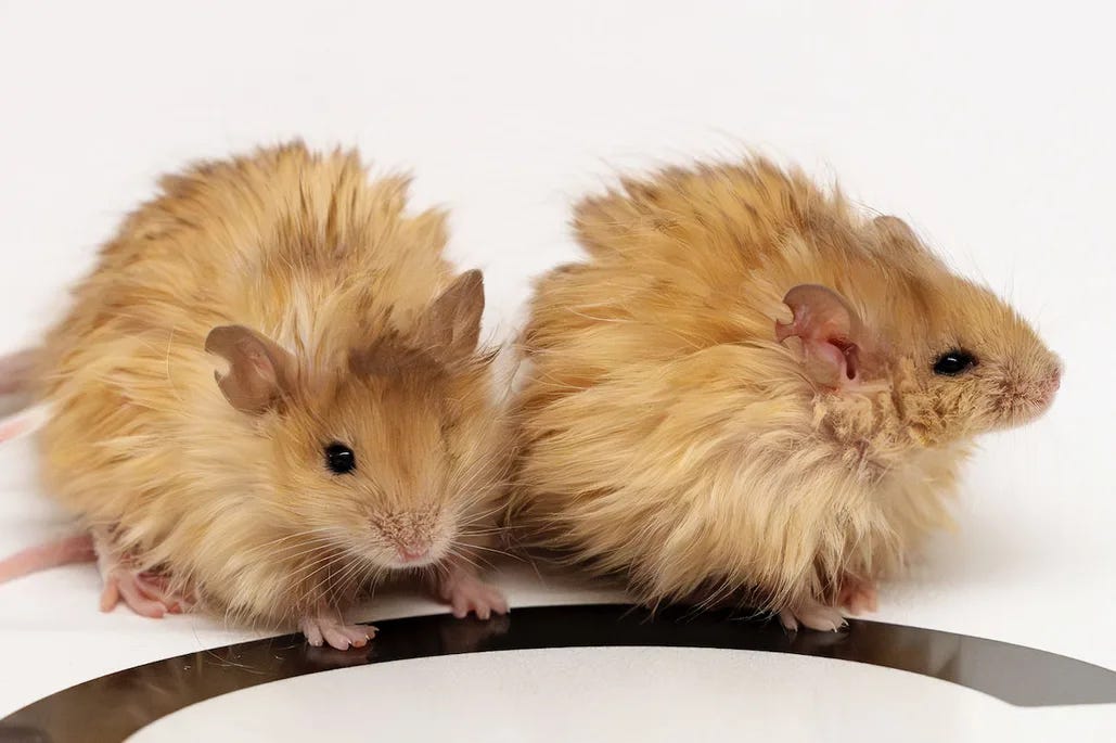 Woolly mammoth mice' are now real (and posing a major ethical dilemma) |  BBC Science Focus Magazine