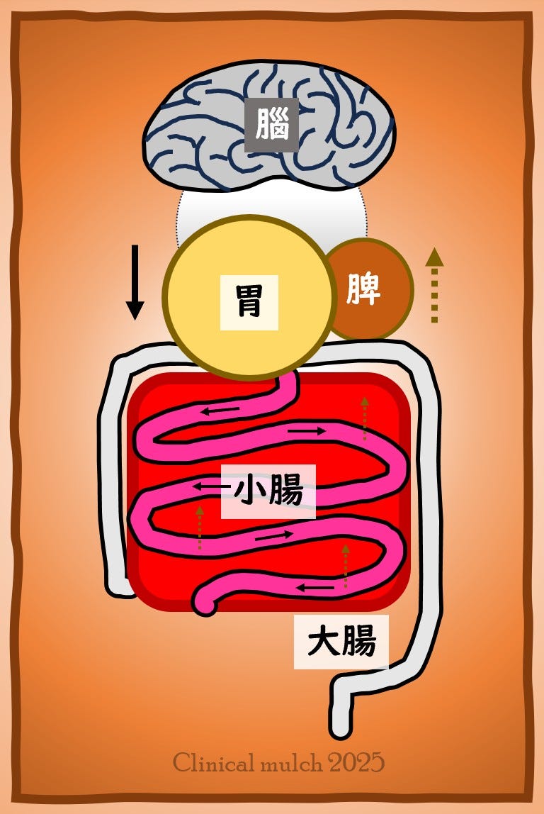 Schematic drawing of the brain-gut axis, showing the brain, stomach, spleen, and intestines with Chinese characters identifying each.