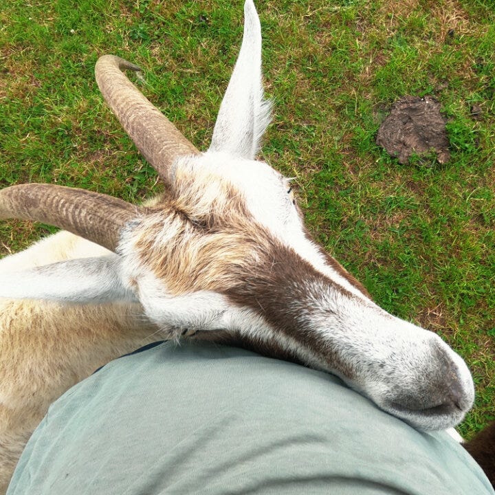 Brown goat (Cali), white goat (Ash), and black goat (Speedwell) look up at the person with the camera.