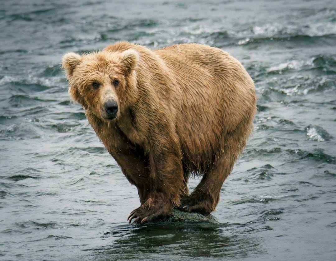 A grizzly bear stands in a rushing river A grizzly bear stands in a rushing river