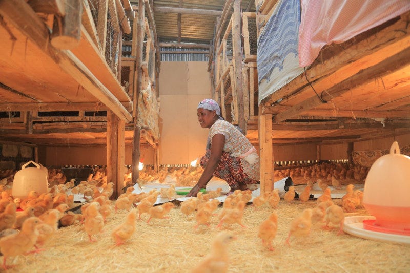 EthioChicken sells day-old chicks to its trained agents. These agents then raise the birds for a month before they are sold to rural households EthioChicken sells day-old chicks to its trained agents. These agents then raise the birds for a month before they are sold to rural households