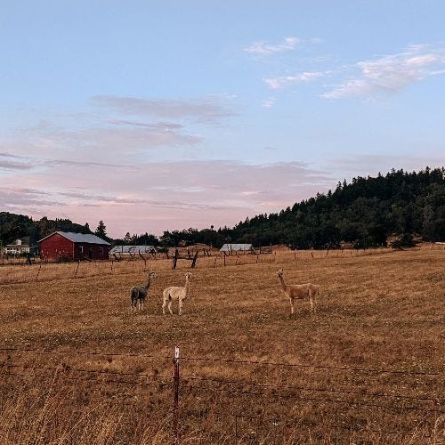 llamas!