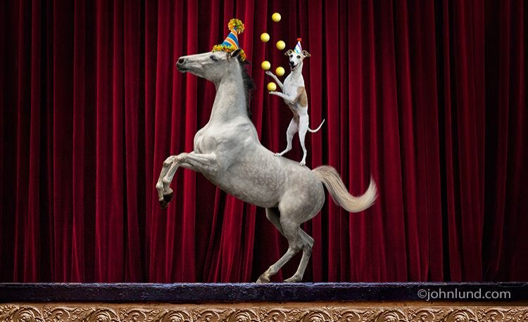Dog and Pony Show - Brightside Animal Center