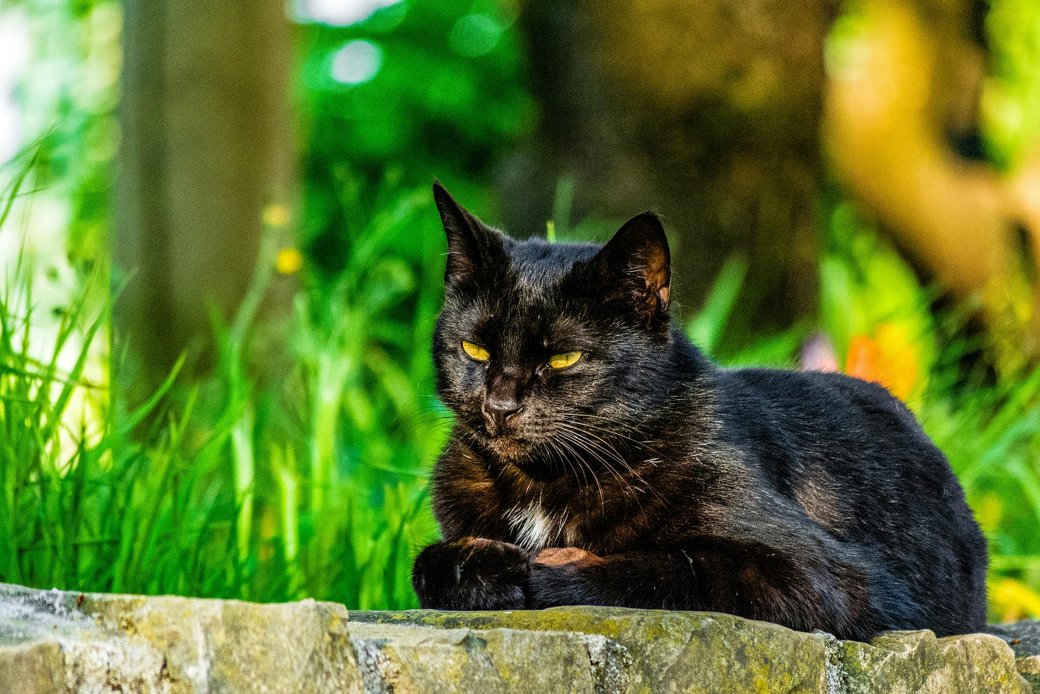 cat with herbs