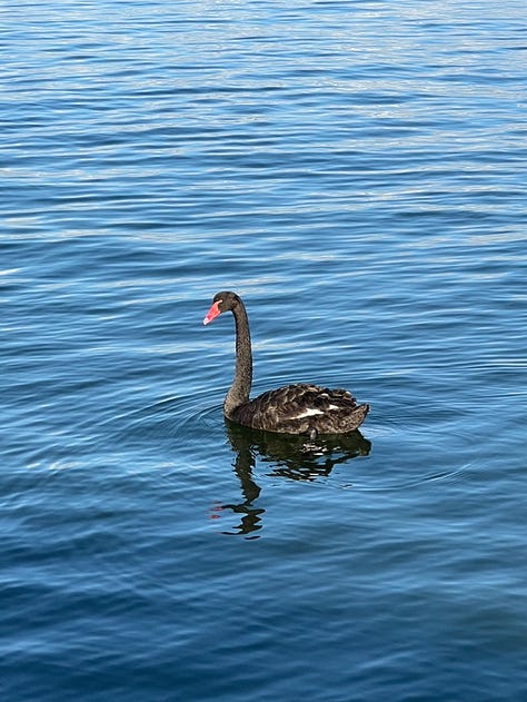 A pelican comes in to land in a glistening river; three silhouettes walk out on a sandbar, creating the illusion they're walking on water; an iconic black swan glides on the water; a cluster of trees in the centre of a nearly empty lake is reflected in what little water there is; a sweet black miniature schnauzer with perky ears gazes adoringly at her human, out of shot; and two blue Ikea bags hold stacks of folded up newspapers.