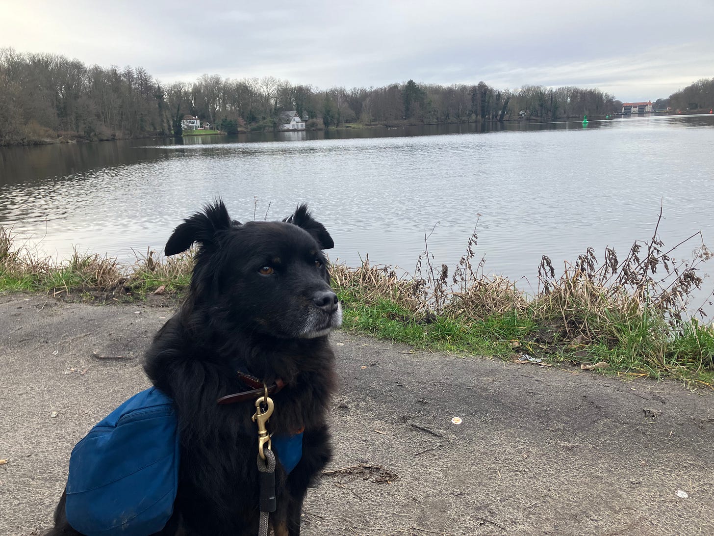 a photo of a dog in front of a body of water