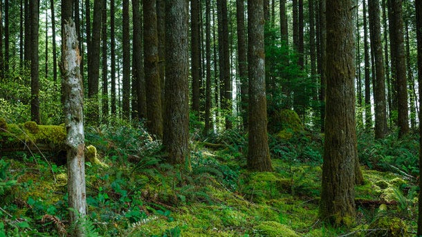 Living on Earth: Offsetting Your Carbon Footprint