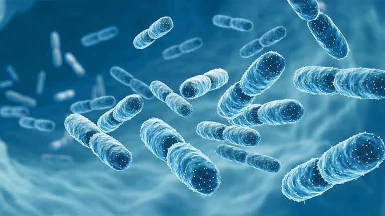 probiotics and exposure to pbdes