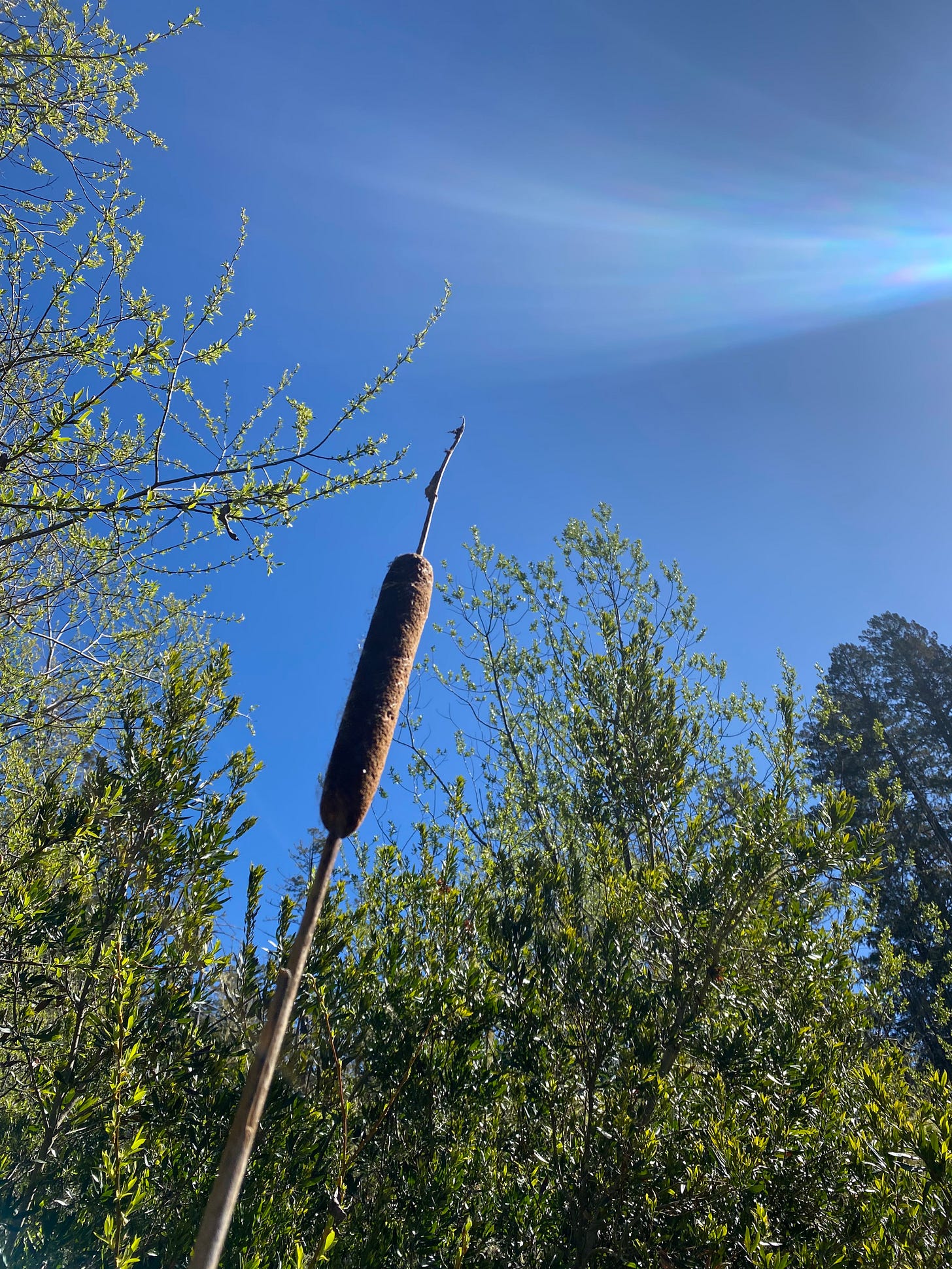 The cattail head held up against a glorious blue sky, with budding branches and rays of sunlight reaching into it