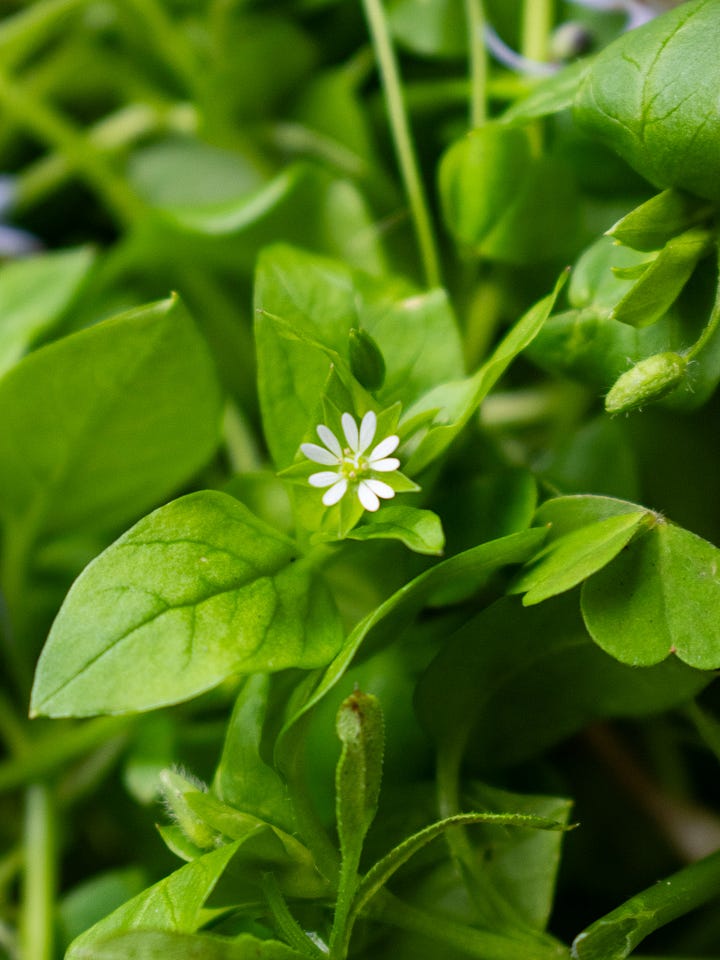 Close up photo of chickweed flowers and leaves, shot by JB Douglas for The Wild Grocery