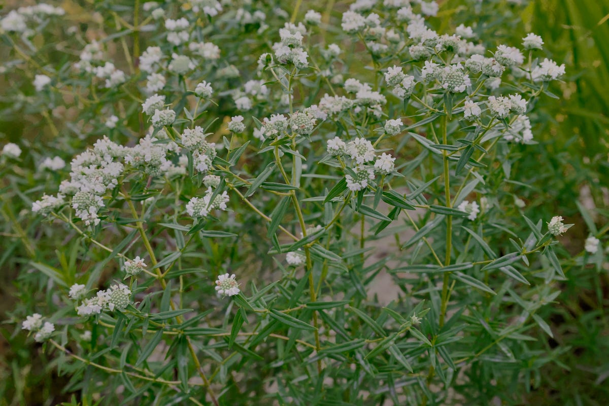 virginia mountain mint plants virginia mountain mint plants