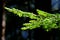 Unassailable Ecological