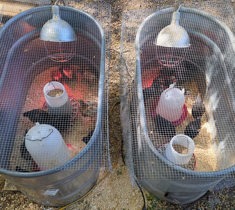 New pullets on-site, lumber logistics and milling, a snapping turtle, and more