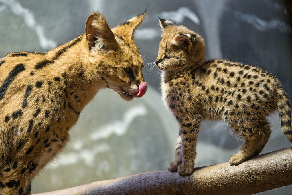 Adult serval cat licks its own nose as it leans toward its kitten, which is standing a tree branch and backing up a little as if surprised Adult serval cat licks its own nose as it leans toward its kitten, which is standing a tree branch and backing up a little as if surprised