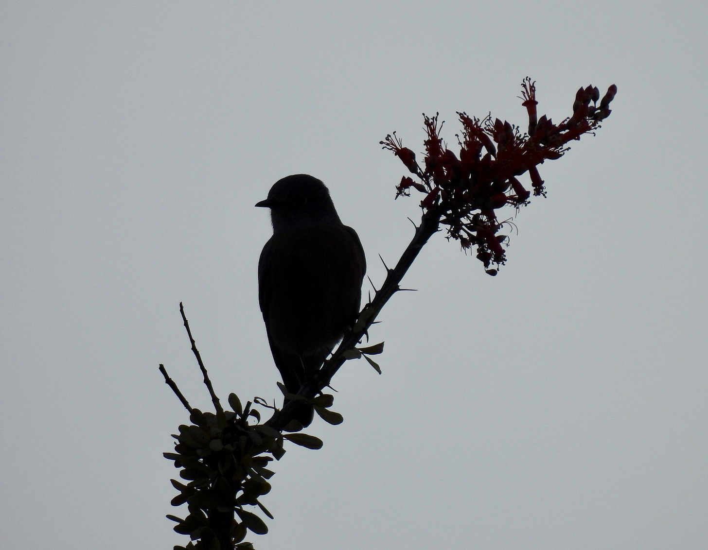A songbird silhouetted against a gray sky, perches on the spiky branch of a succulent. The bird has a compact body, a round head, and a short thin bill, angled to the side. Trumpet-shaped flowers with long messy stamens, bloom at the end of the branch.