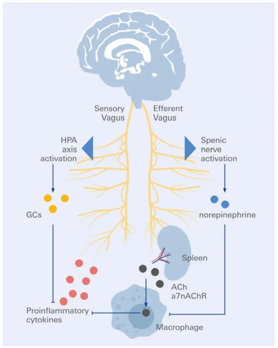 The Vagus Nerve Explained: Neurophysiology, Inflammation, and the ...
