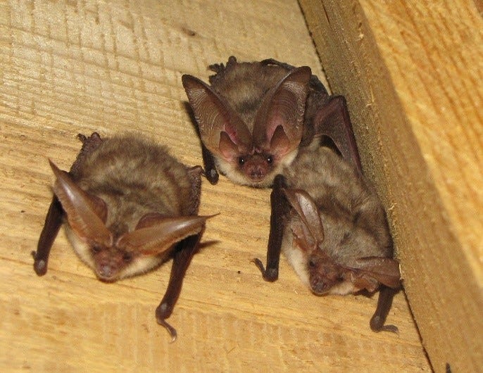 A Guide for Bat Surveyors New to Dusk Emergence and Dawn Re-entry Surveys -  Acer Ecology