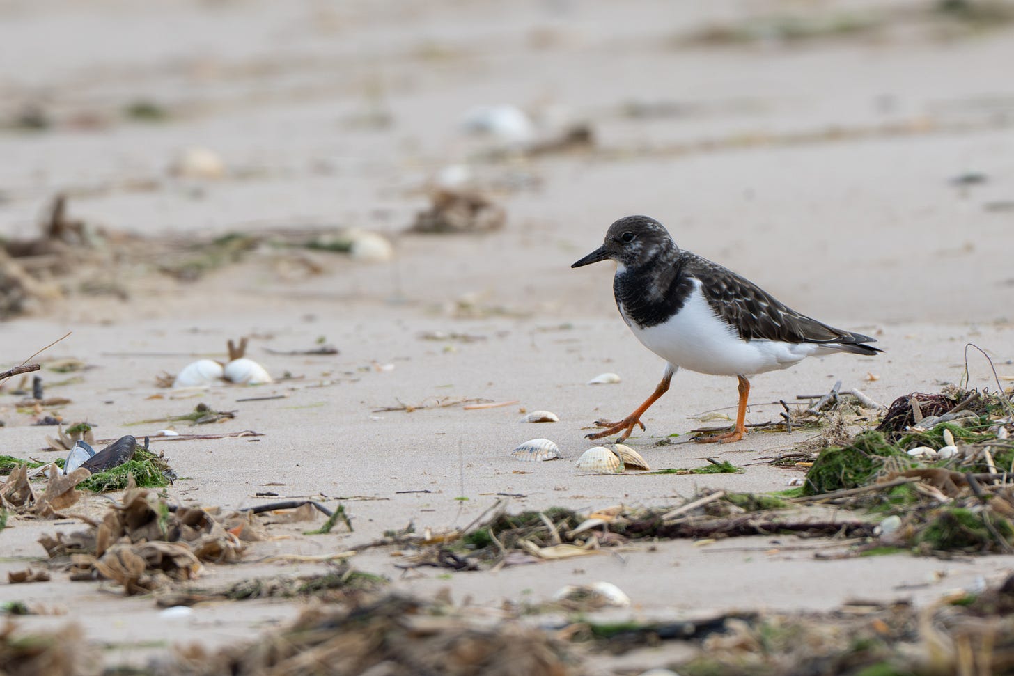 A Turnstone – a short-legged brown wader with a dark head and bib, a white chest and striking orange legs