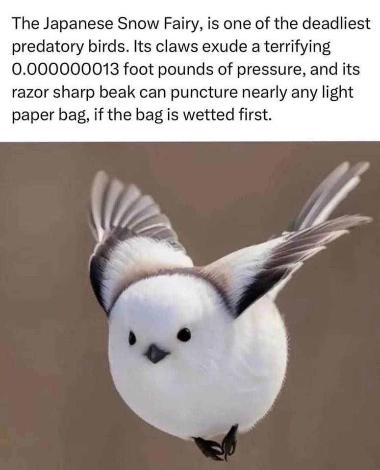 A small white bird with raised wings and black eyes, humorously labeled as the deadly 'Japanese Snow Fairy'.