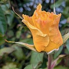 Resilient Launch: Chaos to Results