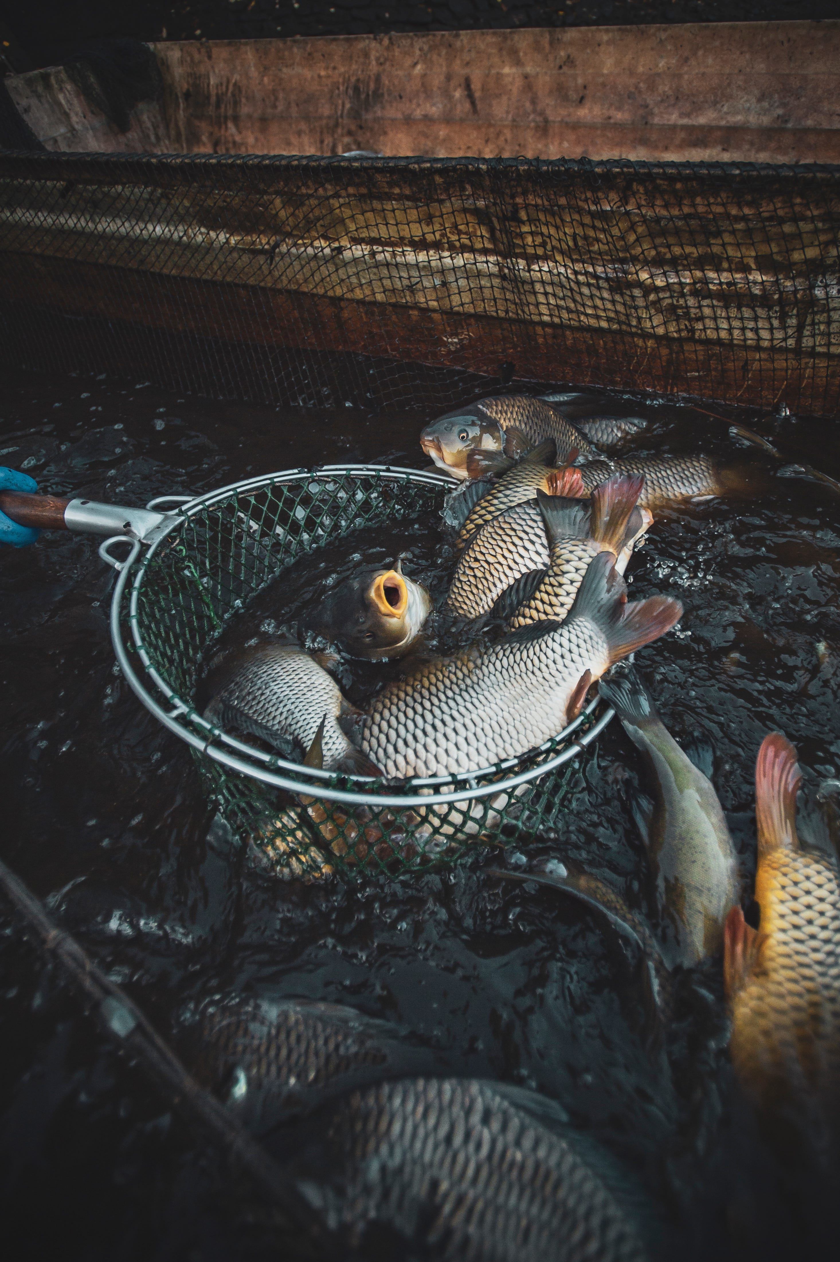 Karpfendämmerung - by Tobias Mueller - Gruss aus der Küche, image size:2931x4403