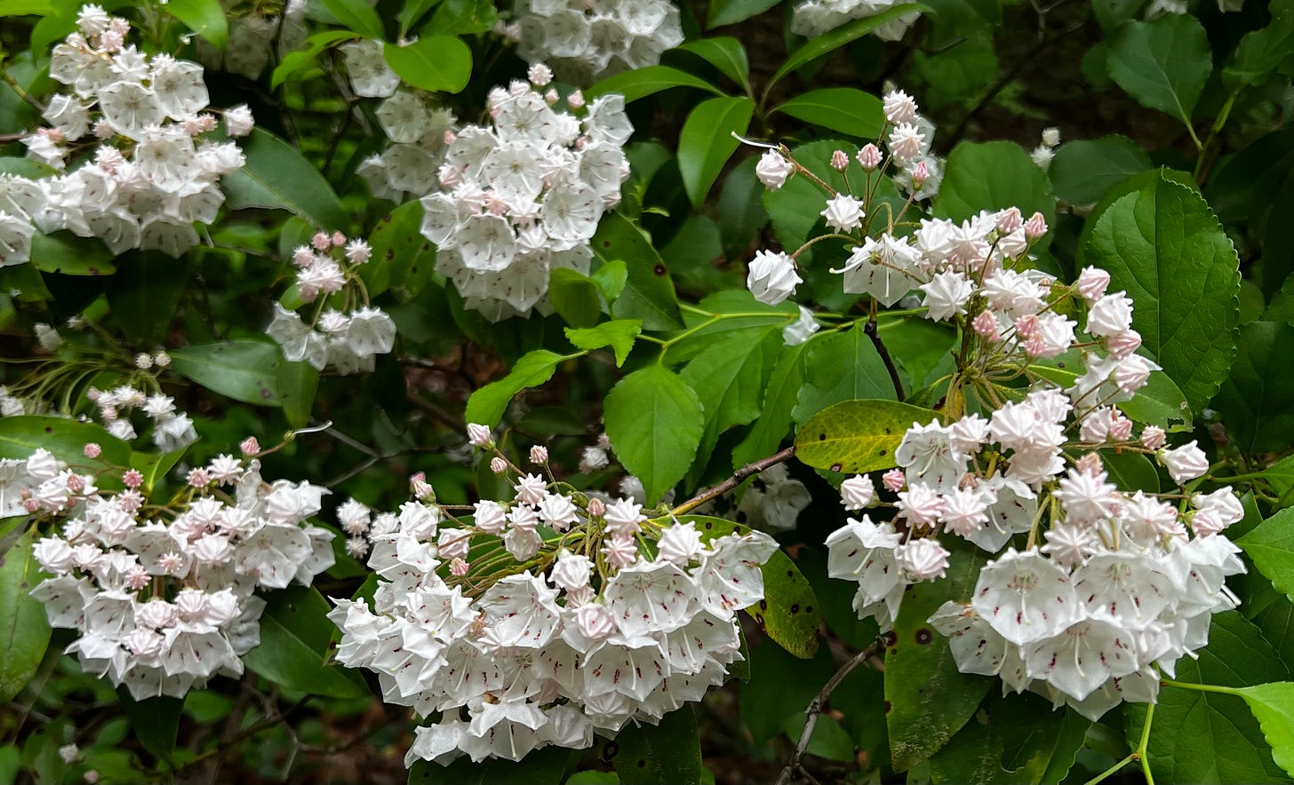 A photo of Mountain Laurel taken in a state parl. The leaves are a vibrant green and the flowers are white and bell-shaped with pink flecks. The closed flower buds look like starbursts. A photo of Mountain Laurel taken in a state parl. The leaves are a vibrant green and the flowers are white and bell-shaped with pink flecks. The closed flower buds look like starbursts.