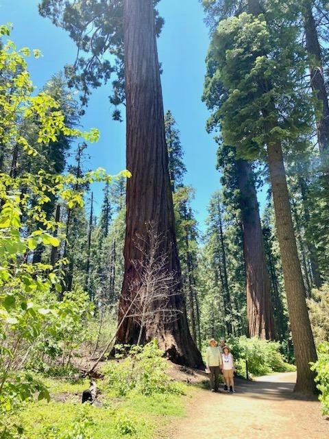 3 people with a sequoia; panoramic forest view